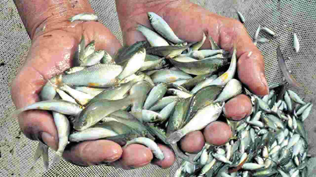 తిరోగమనంలో మత్స్యరంగం