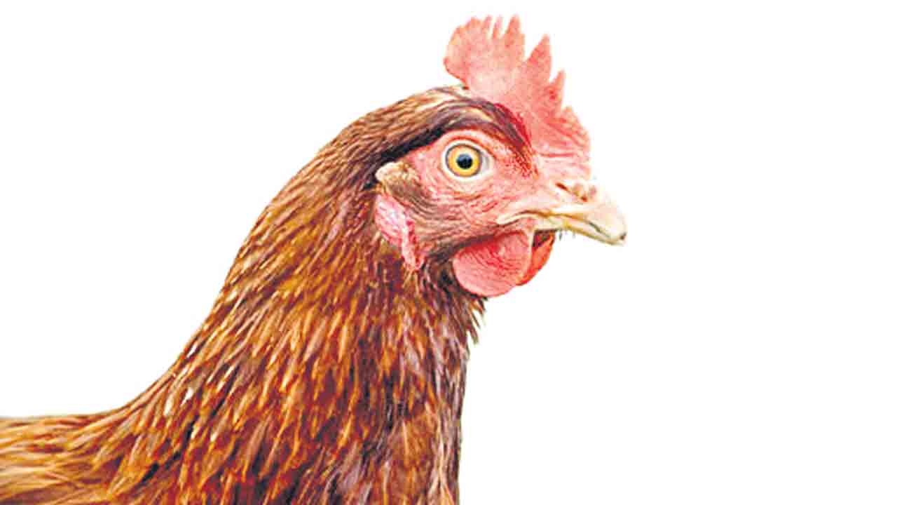 కిలో నాటు కోడి ధర రూ. 1000కి పైమాటే