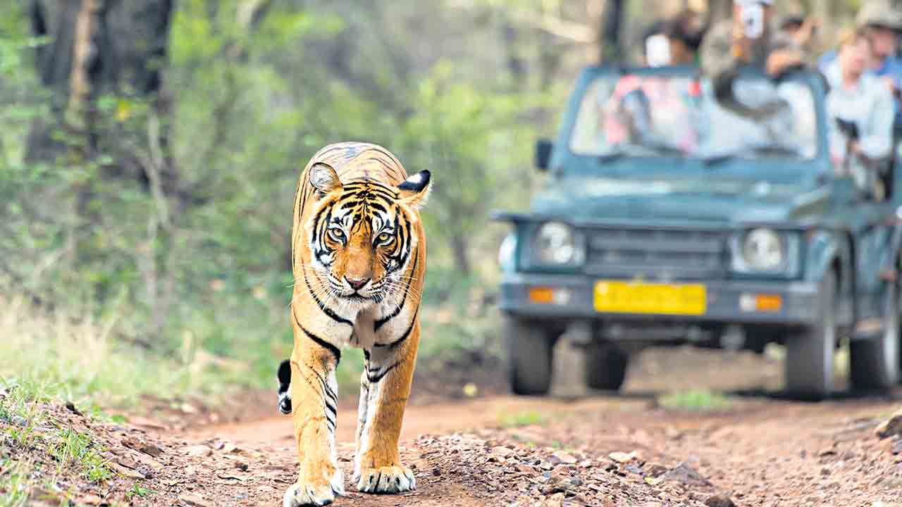 వ్యాఘ్రాన్ని శీఘ్రంగా