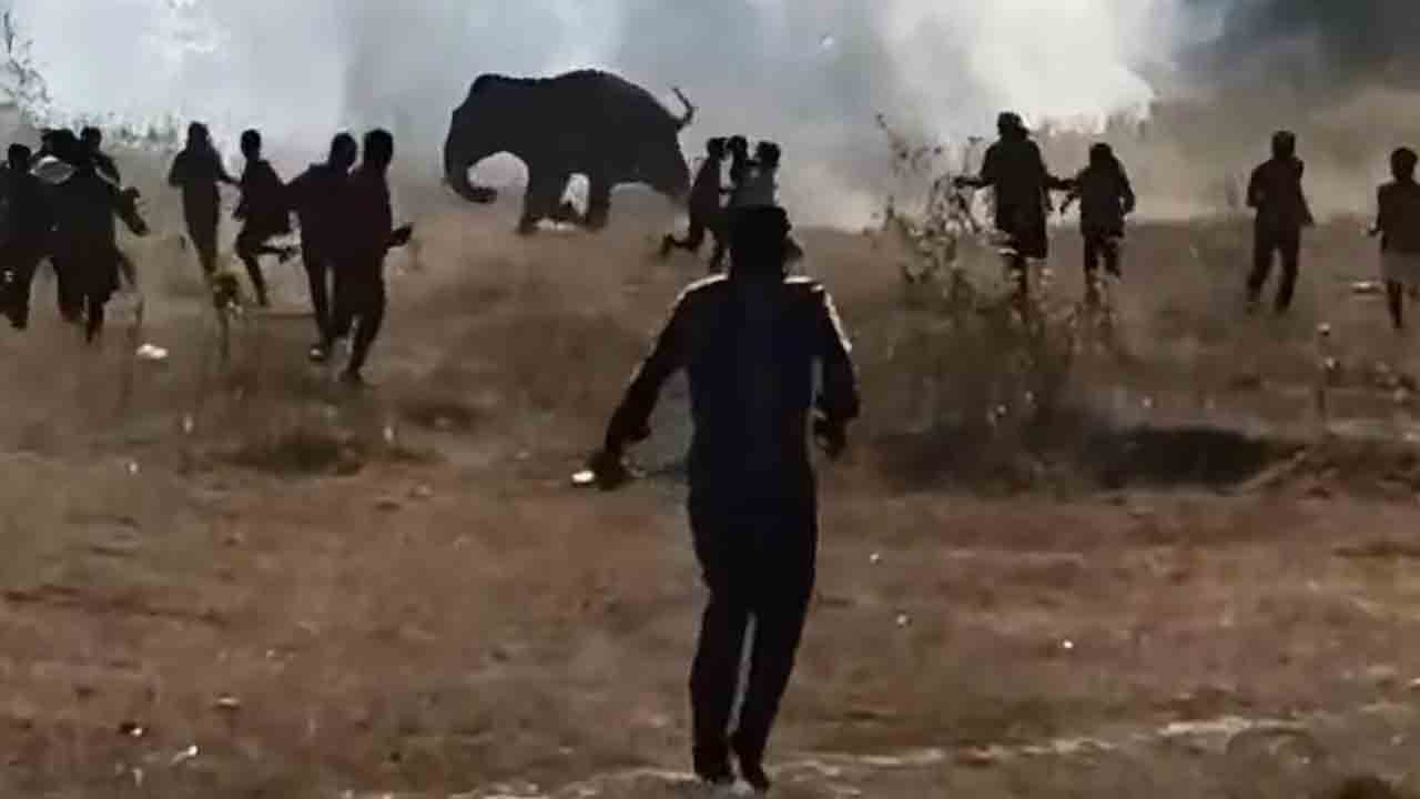 ఏనుగు దాడిలో 22 మంది మృతి.. ఎమర్జెన్సీ