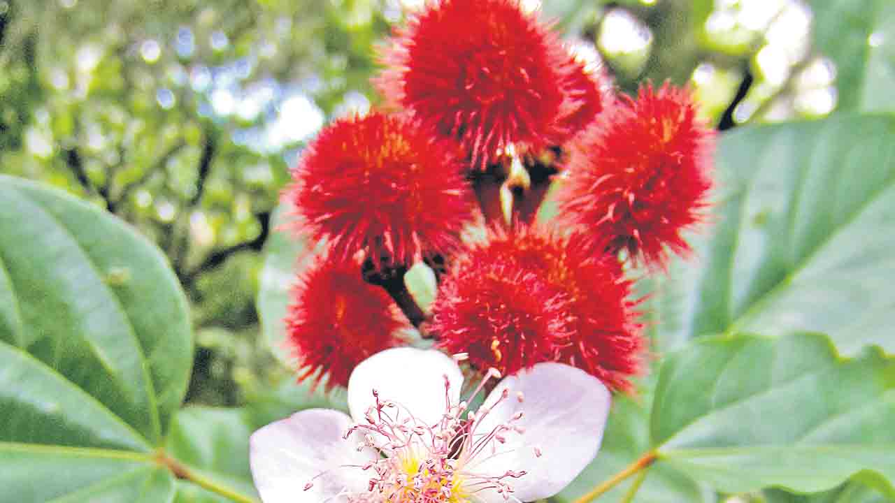 ఘనం.. పీవీ వనం