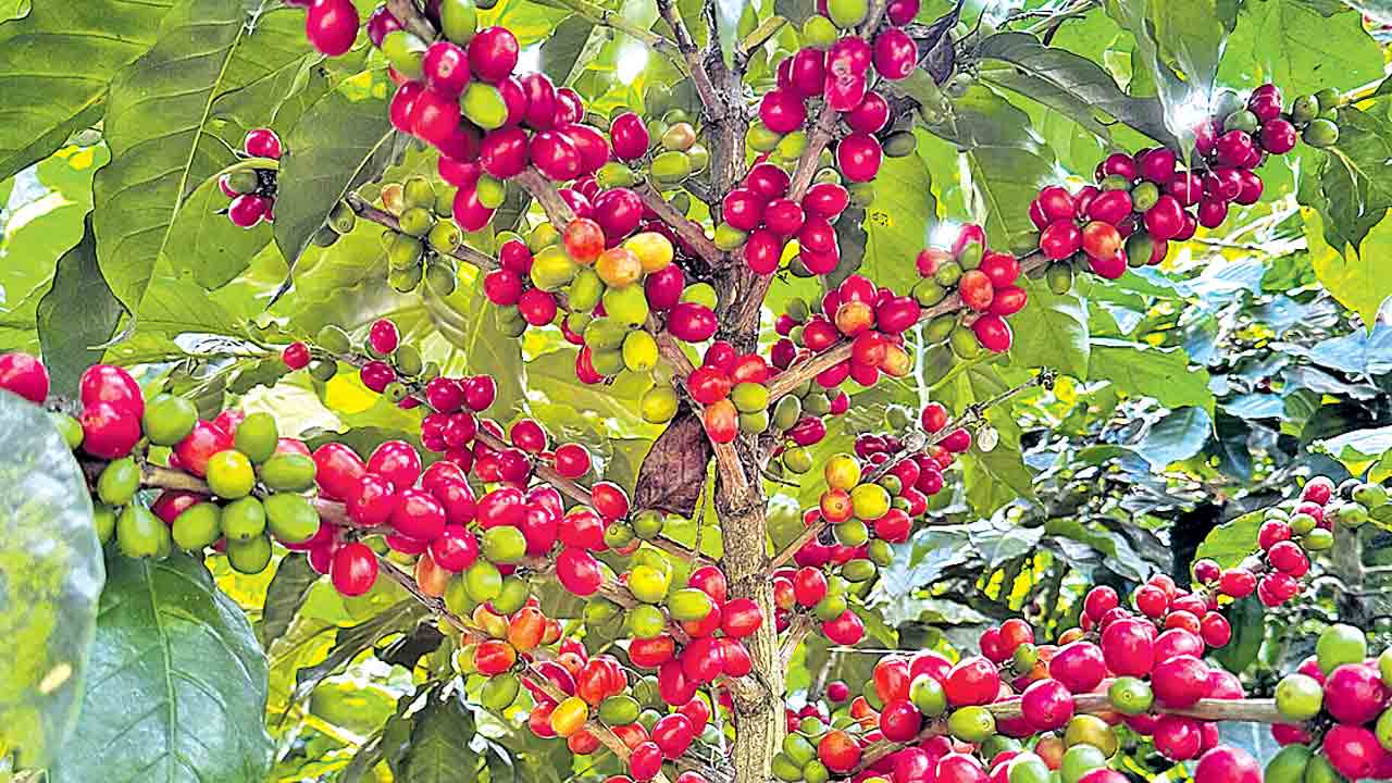 ఘనం.. పీవీ వనం