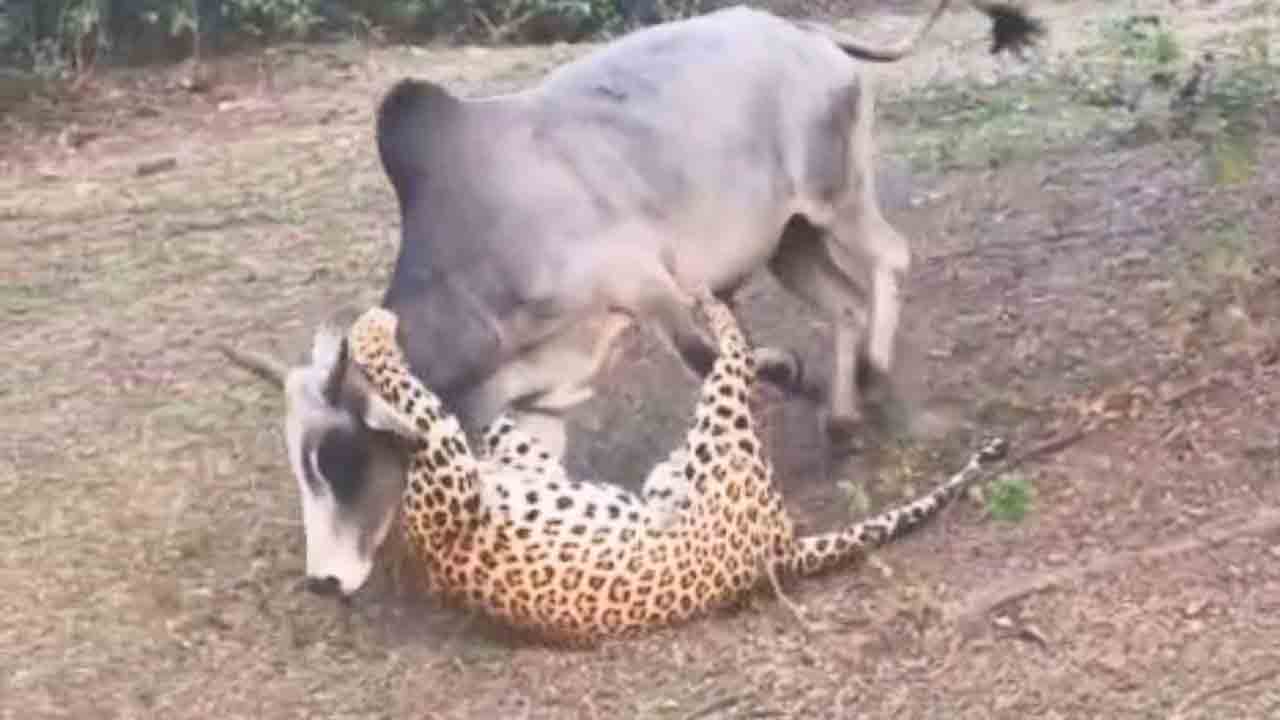 Viral Video | ఆవుపై చిరుత దాడి.. తర్వాత ఏం జరిగిందో చూడండి.. షాకింగ్‌ వీడియో