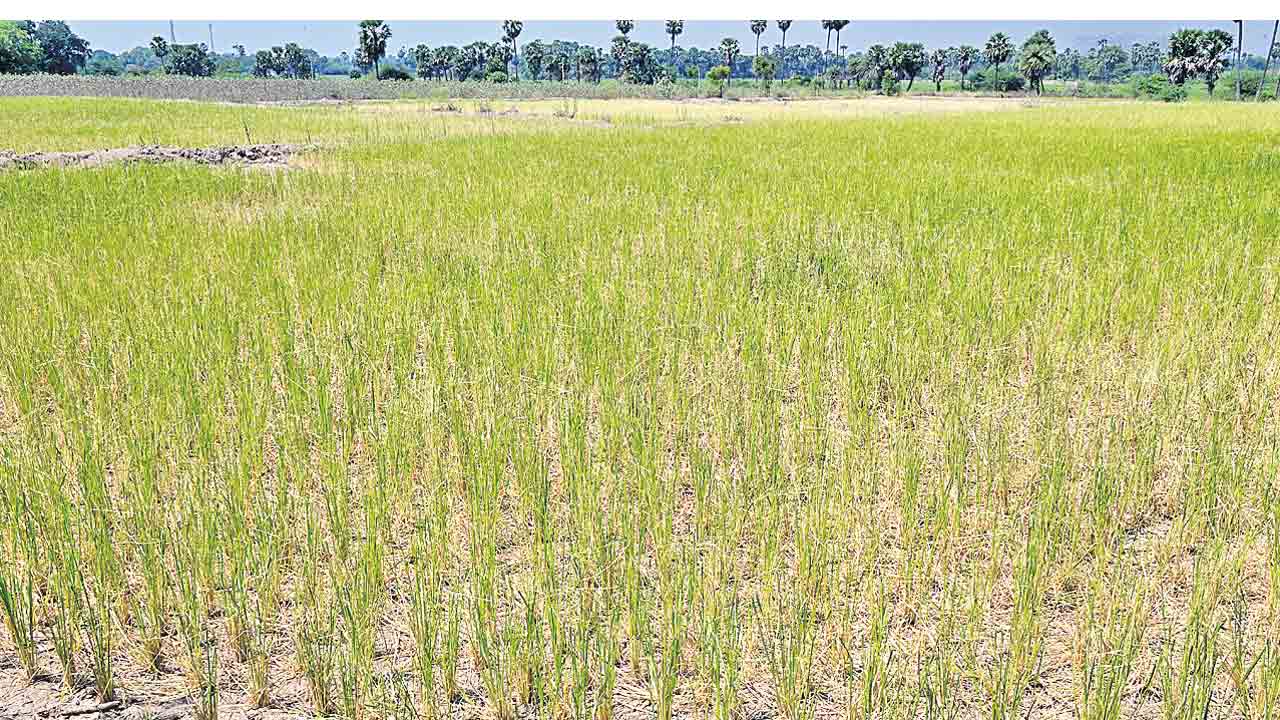 ఎస్సారెస్పీ చివరికి వదిలేనా?.. అనేది తెలియక రైతన్న ఆందోళన