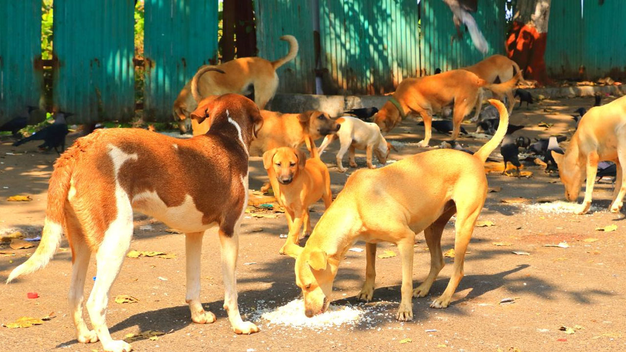 Kamareddy | సర్పంచుల ఘోరం.. విషం ఇవ్వడంతో 6 వందల కుక్కలు మృతి.. కేసు నమోదు
