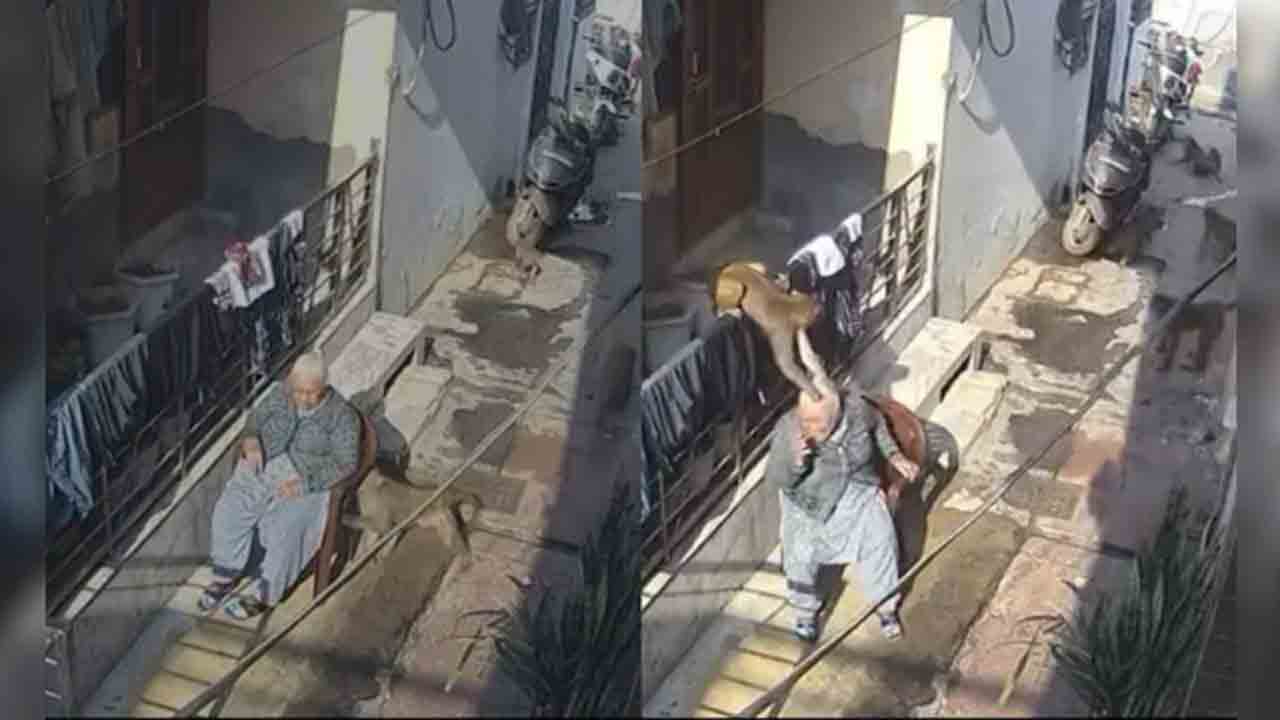 Watch: ఇంటి ముందు కూర్చొన్న వృద్ధురాలు.. కోతులు ఏం చేశాయంటే?