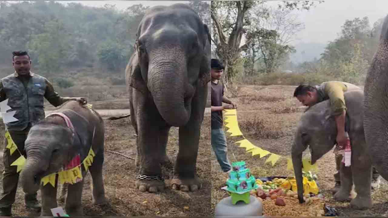 Elephant Calf | గ్రాండ్‌గా గున్న ఏనుగు బర్త్‌ డే సెలబ్రేషన్స్‌.. నెట్టింట ప్రశంసల జల్లు