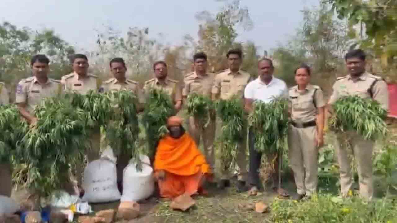 Ganza | బంతిపూల వనంలో గంజాయి మొక్కలు.. పూజారి అరెస్ట్‌.. Video