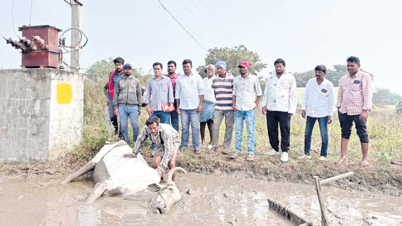 నా చావుకు బాధ్యులెవరు?