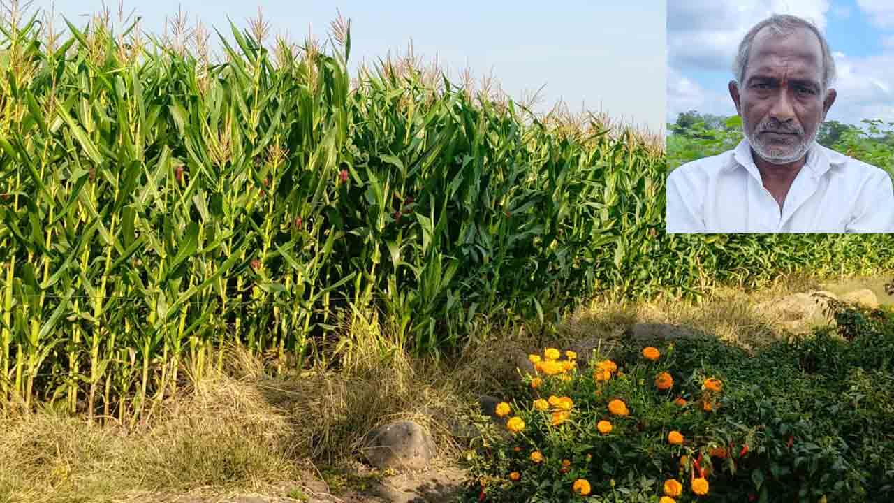 Kubhir | మొక్కజొన్న సాగు భళా.. మద్దతు ధర దక్కదేమోనని రైతు ఆందోళన..!