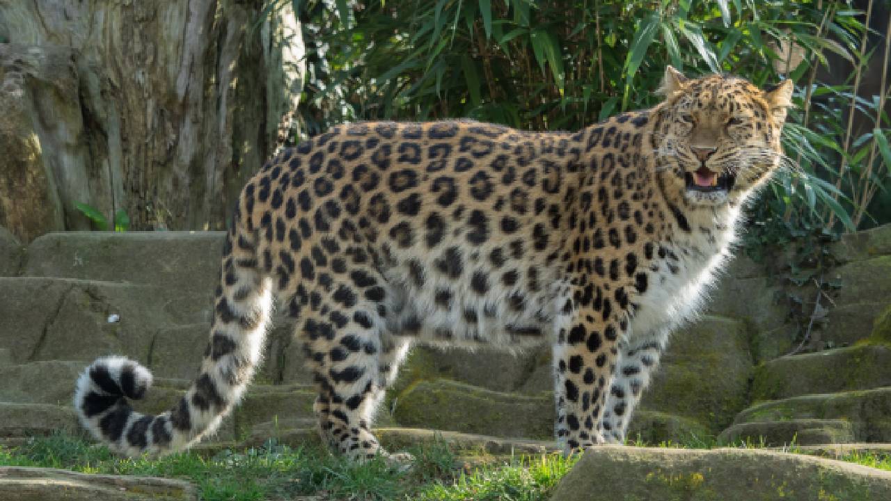 Leopard | స్వీట్ షాపులోకి చొరబడ్డ చిరుత.. తర్వాత ఏమైందంటే