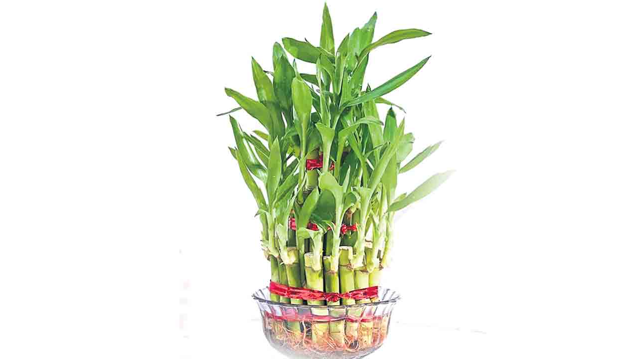 లక్కీగా పెంచేద్దాం!