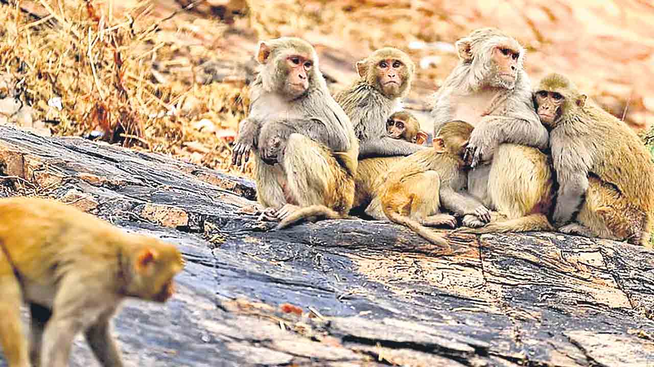 Monkeys | కోతులు బాబోయ్‌.. ఢిల్లీ శాసనసభను వదలని వానరసైన్యం..!