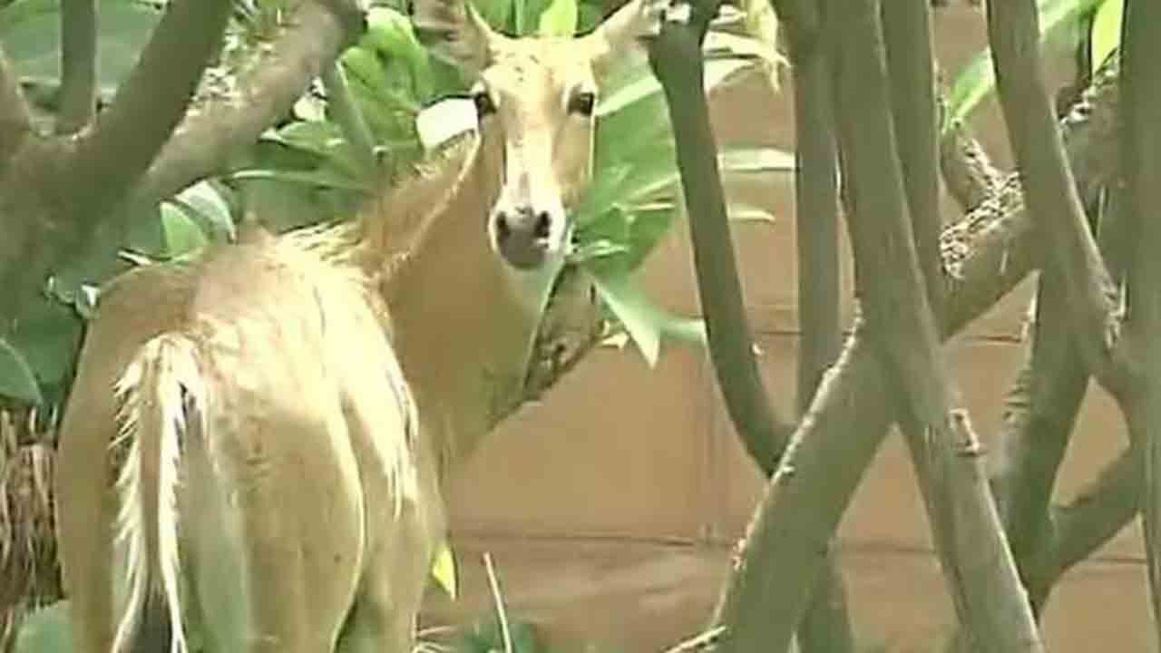 Nilgai Crashes Into Car | కారులోకి దూసుకొచ్చిన దుప్పి.. తల్లి ఒడిలో ఉన్న   చిన్నారి మృతి
