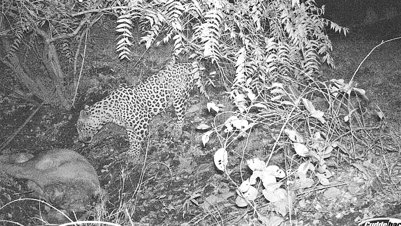 జిట్టపులి సంచారం..