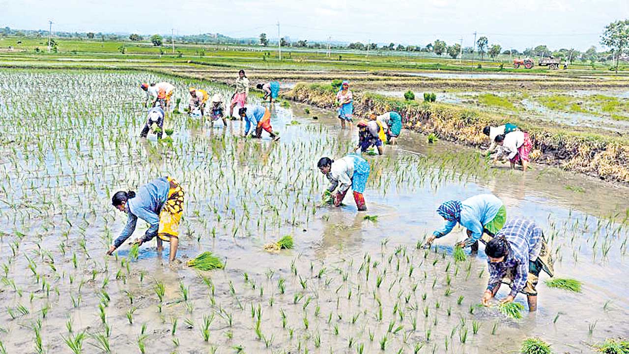 యాసంగి నుంచి యాసంగి దాక!