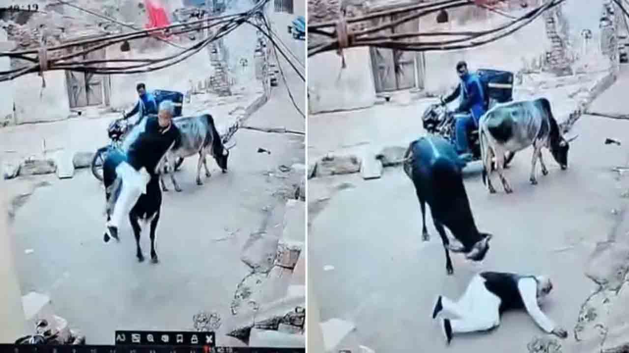 Watch: వృద్ధుడిని కొమ్ములతో ఎత్తి పడేసిన ఎద్దు.. తర్వాత ఏం జరిగిందంటే?