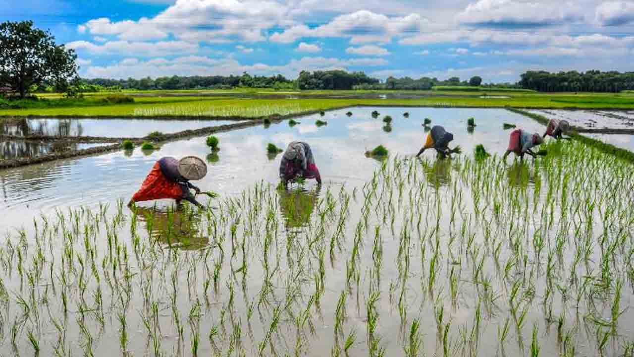 పంట మార్పిడితో రైతులకు ప్రయోజనాలు.. పీఎండీడీకేవై సెంట్రల్‌ జోన్‌ అధికారి రమణకుమార్‌