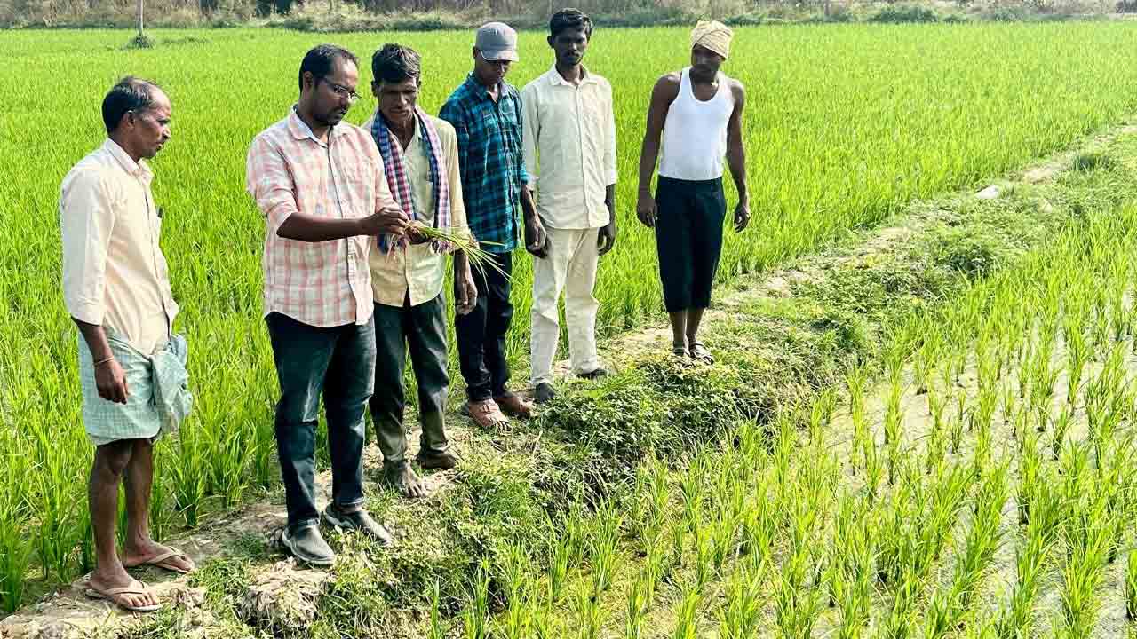 Paddy Field | వరి పొలంలో నాచును నియంత్రించాలంటే.. ఏఈఓ నాగార్జున సూచనలు