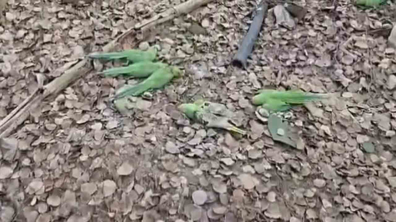 Parrots Die Of Food Poisoning | ఫుడ్ పాయిజనింగ్‌ వల్ల.. 200 చిలుకలు మృతి