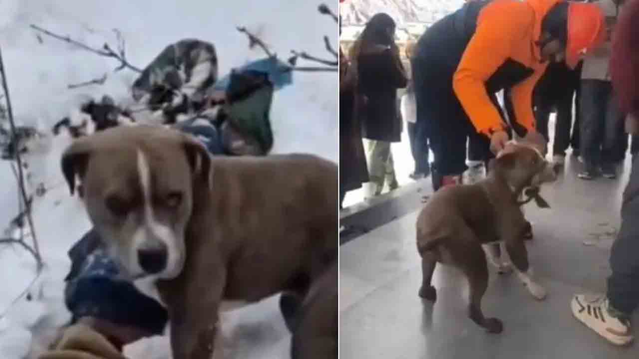 Pet Pitbull | విశ్వాసం అంటే ఇది.. గడ్డకట్టే చలిలోనూ యజమాని డెడ్‌బాడీకి రక్షణగా నిలిచిన శునకం