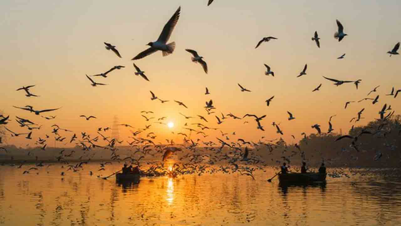 Rare birds | పాంగాంగ్ సరస్సుకు సరికొత్త అతిథులు