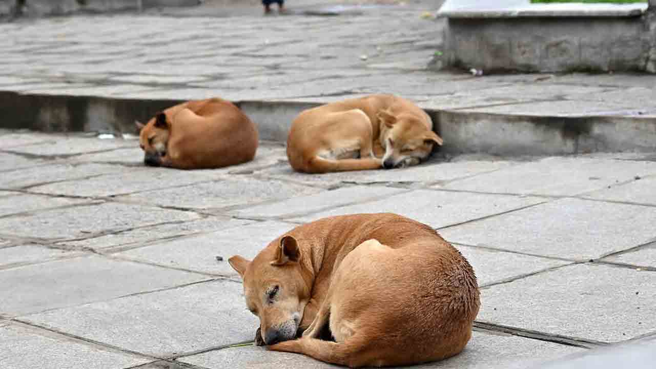 వీధి కుక్కలను లెక్కించండి!