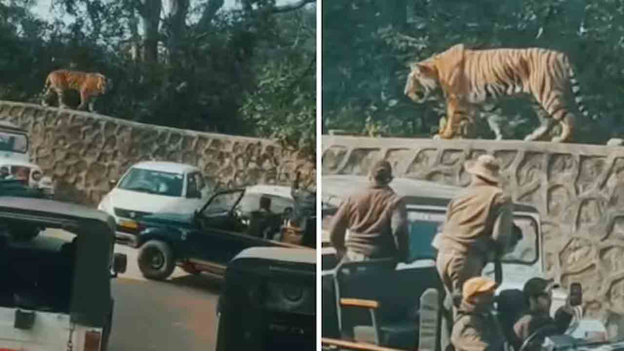 Tiger Roaming | రణథంబోర్‌ కోట గోడపై పులి రోమింగ్‌.. షాకింగ్‌ వీడియో