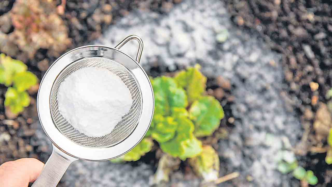 కలుపు నివారణలో బేకింగ్‌