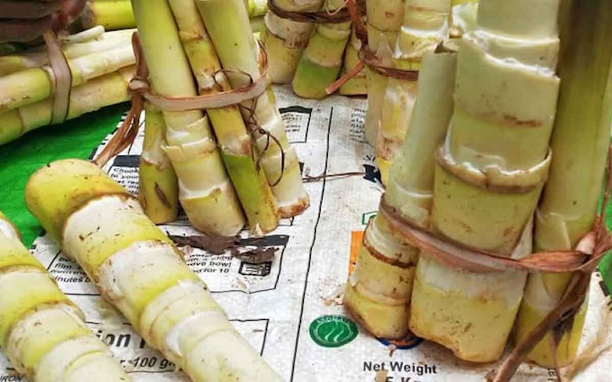 Bamboo Shoots | వెదురు పిల‌క‌లను తింటే అనేక ఆరోగ్య ప్ర‌యోజ‌నాలు.. తేల్చిన సైంటిస్టులు..