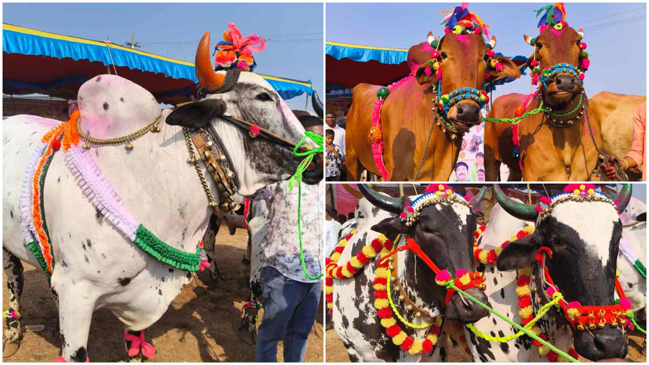 Sangareddy | రేపే పశువుల జాతర.. 359 ఏళ్ల చరిత్ర ఉన్న ఈ ఉత్సవం గురించి తెలుసా!