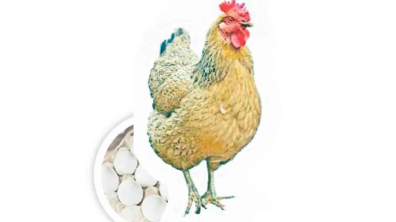 కొండెక్కిన కోడి.. గుడ్డు!