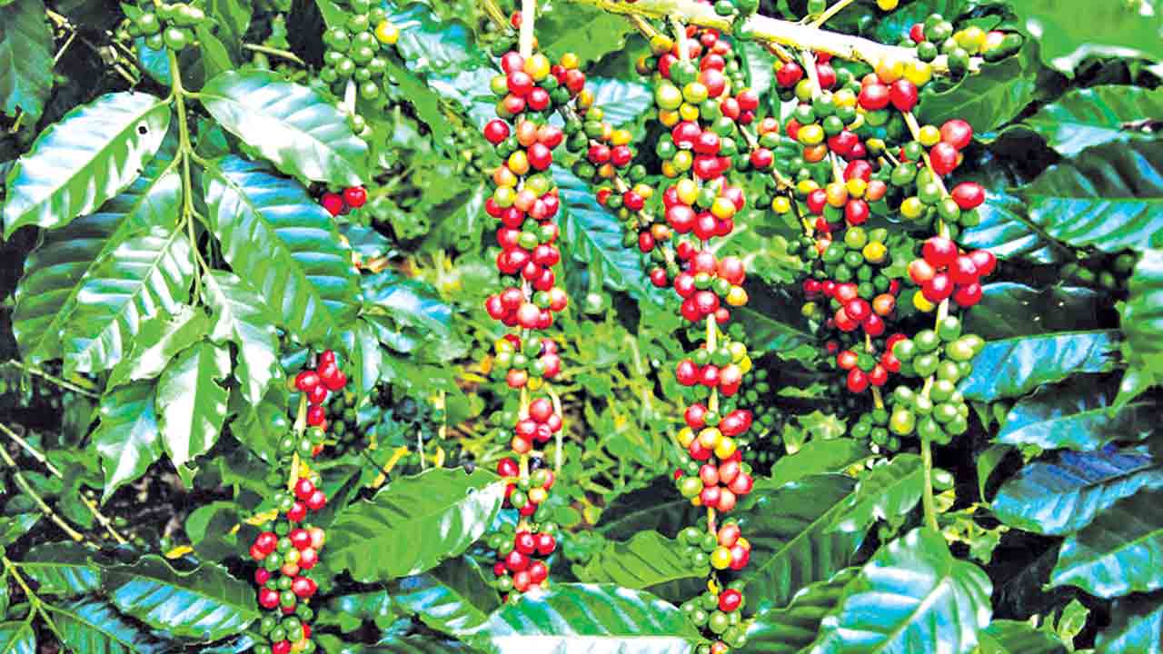 ఘనం.. పీవీ వనం