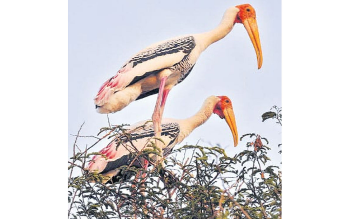 Khammam Rural : ‘అతిథులకు’ కోతుల బెడద