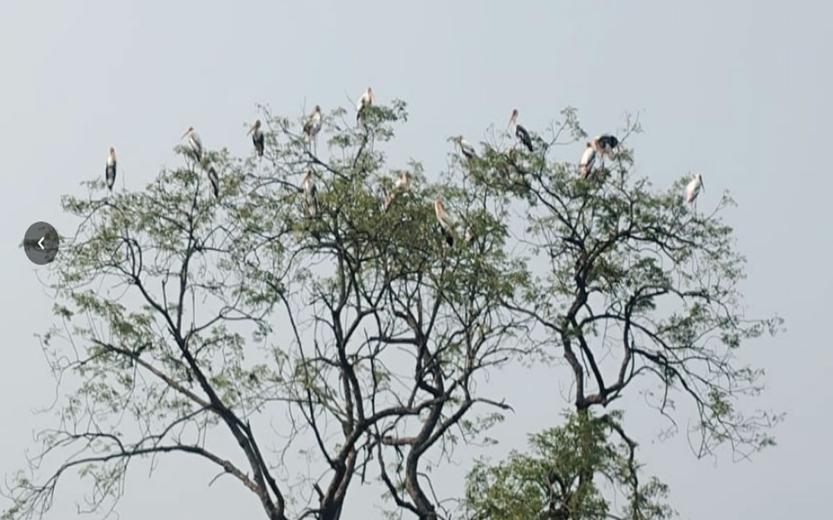 Khammam Rural : 'అతిథులకు' కోతుల బెడద