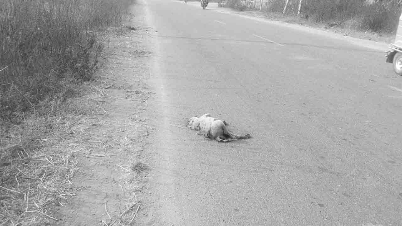 Dog | మెయిన్‌ రోడ్డుపై దుర్గంధం.. మూడు రోజులైనా పట్టించుకునేవారే లేరా..?