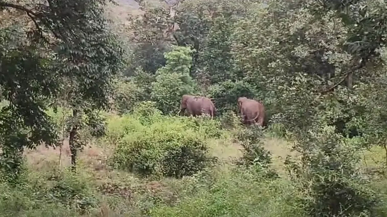 Jharkhand: ఏనుగు బీభ‌త్సం.. 22 మంది మృతి.. జార్ఖండ్‌లో ఎమ‌ర్జెన్సీ