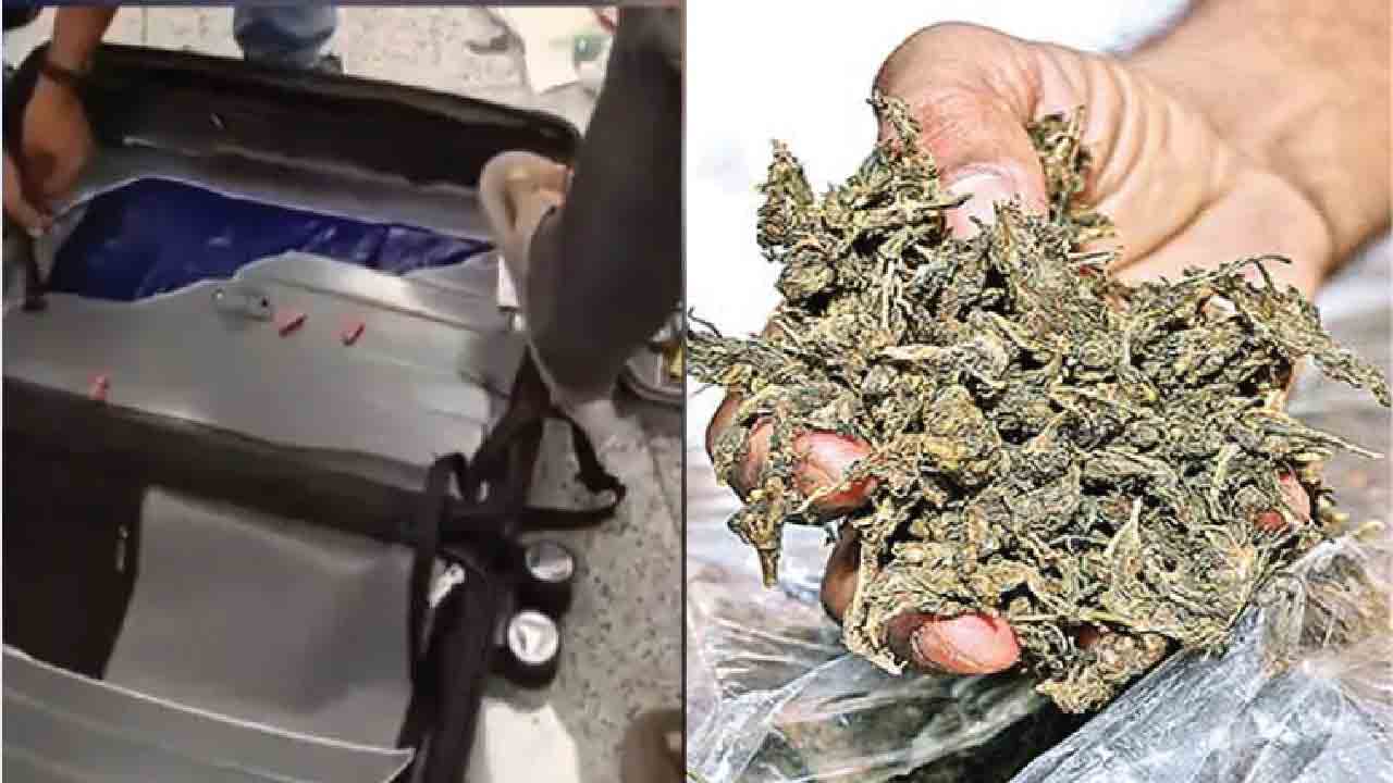 14 కోట్ల విలువైన గంజాయి పట్టివేత