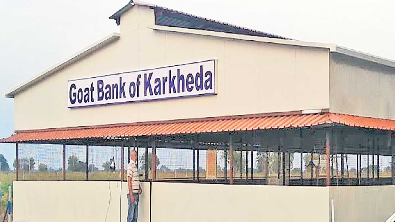 మహారాష్ట్రలో మేకల బ్యాంక్‌!