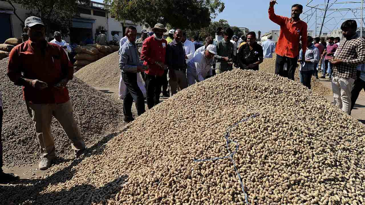 వేరుశనగ క్వింటా @ 11,029.. కల్వకుర్తి మార్కెట్‌లో గరిష్ఠ ధర