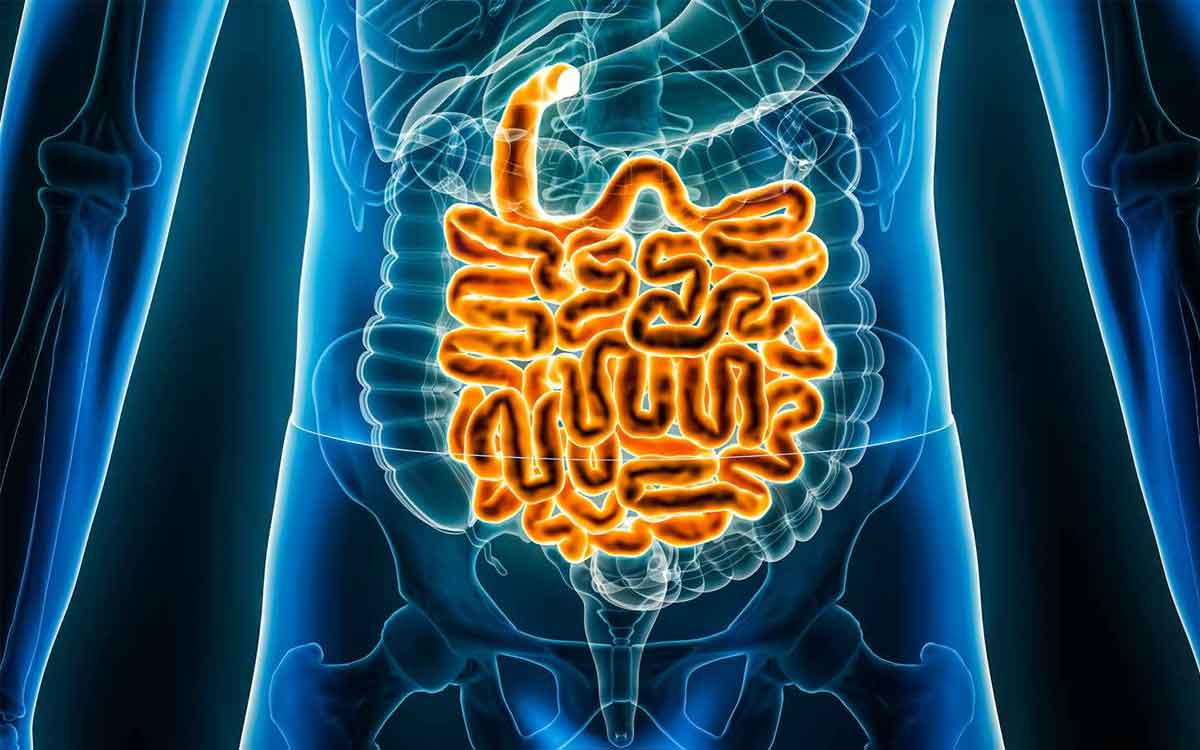 Intestines | పేగులు ఆరోగ్యంగా ఉండాలంటే.. ఈ ఆహారాల‌ను తీసుకోవాలి.. ఇవి ఎంతో మేలు చేస్తాయి..