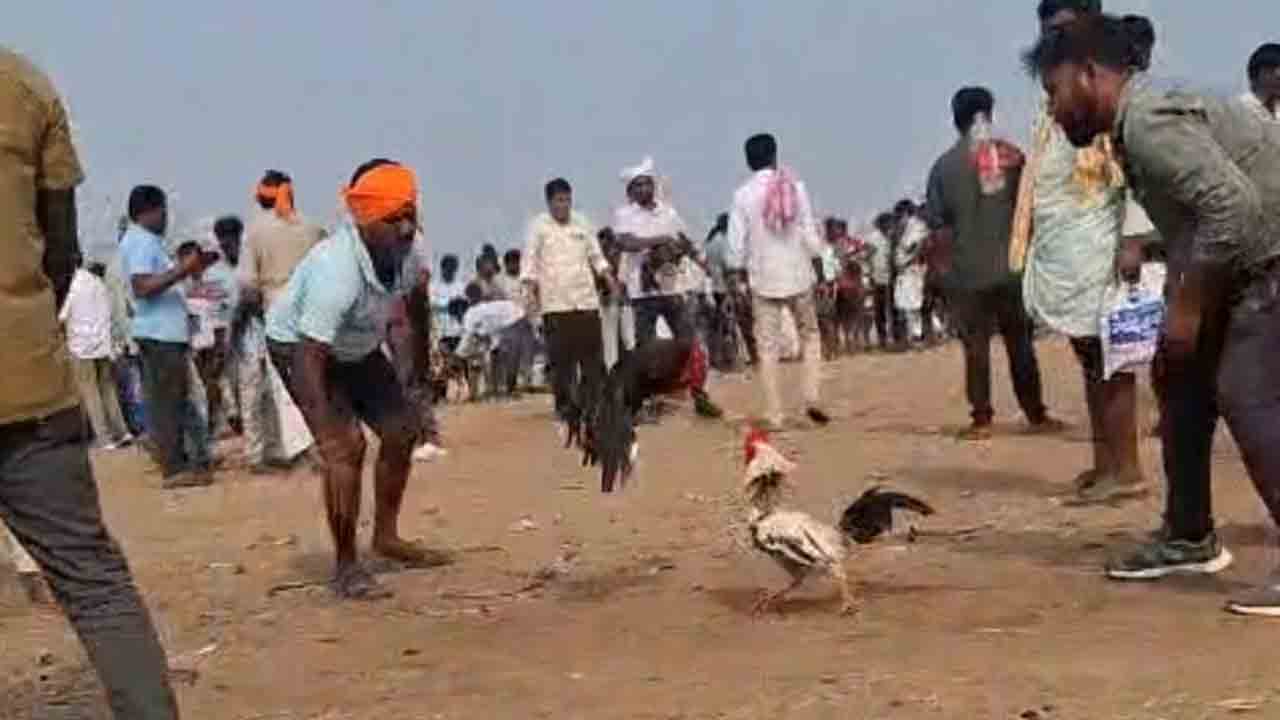 Maktal | రాజకీయం పేరుతో జూదం రాజ్యమేలింది.. కాంగ్రెస్ నేతల అండతోనే కోడిపందాలు..!