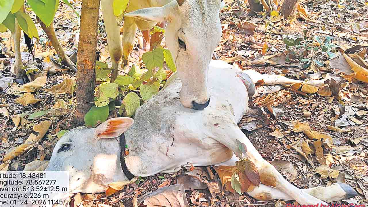 బిడ్డలేదని.. తల్లడిల్లిన తల్లి.. చిరుత దాడిలో బలైన ఆవుదూడ