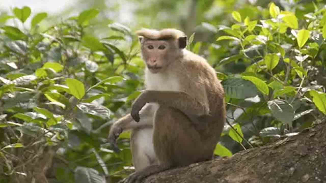 చైనాలో కోతులకు భారీ డిమాండ్‌.. ఒక్కోటి రూ 20-25 లక్షల ధర