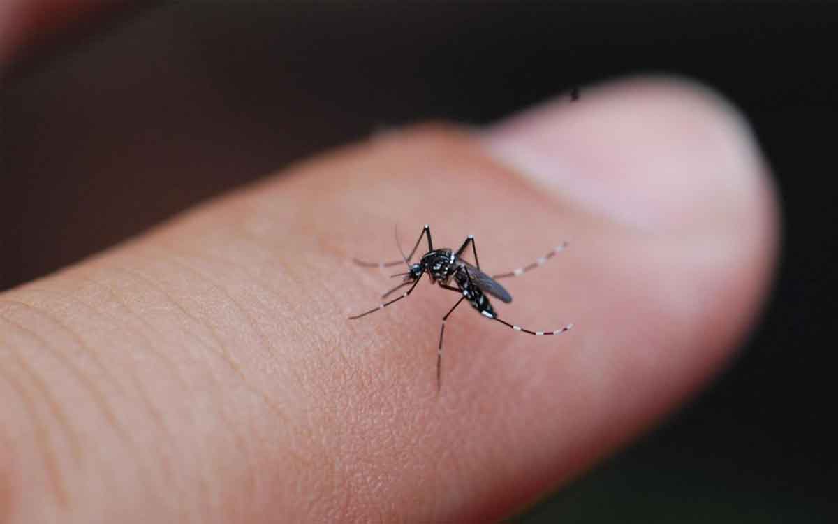 Mosquitoes | దోమ‌లు కేవ‌లం కొంద‌రినే ఎందుకు కుడ‌తాయి.. క‌నుగొన్న సైంటిస్టులు..