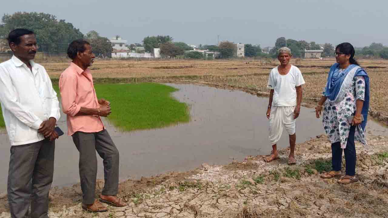 Bhimadevarapalli | నారు మడులకు రక్షణ చర్యలు చేపట్టాలి : పద్మ