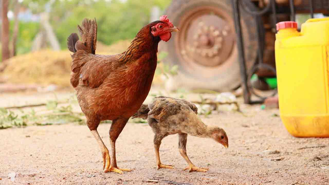 Sankranthi |సంక్రాంతి పండుగ ఎఫెక్ట్.. భారీగా పెరిగిన నాటుకోడి ధరలు.. కిలో రెండు వేలపైనే!