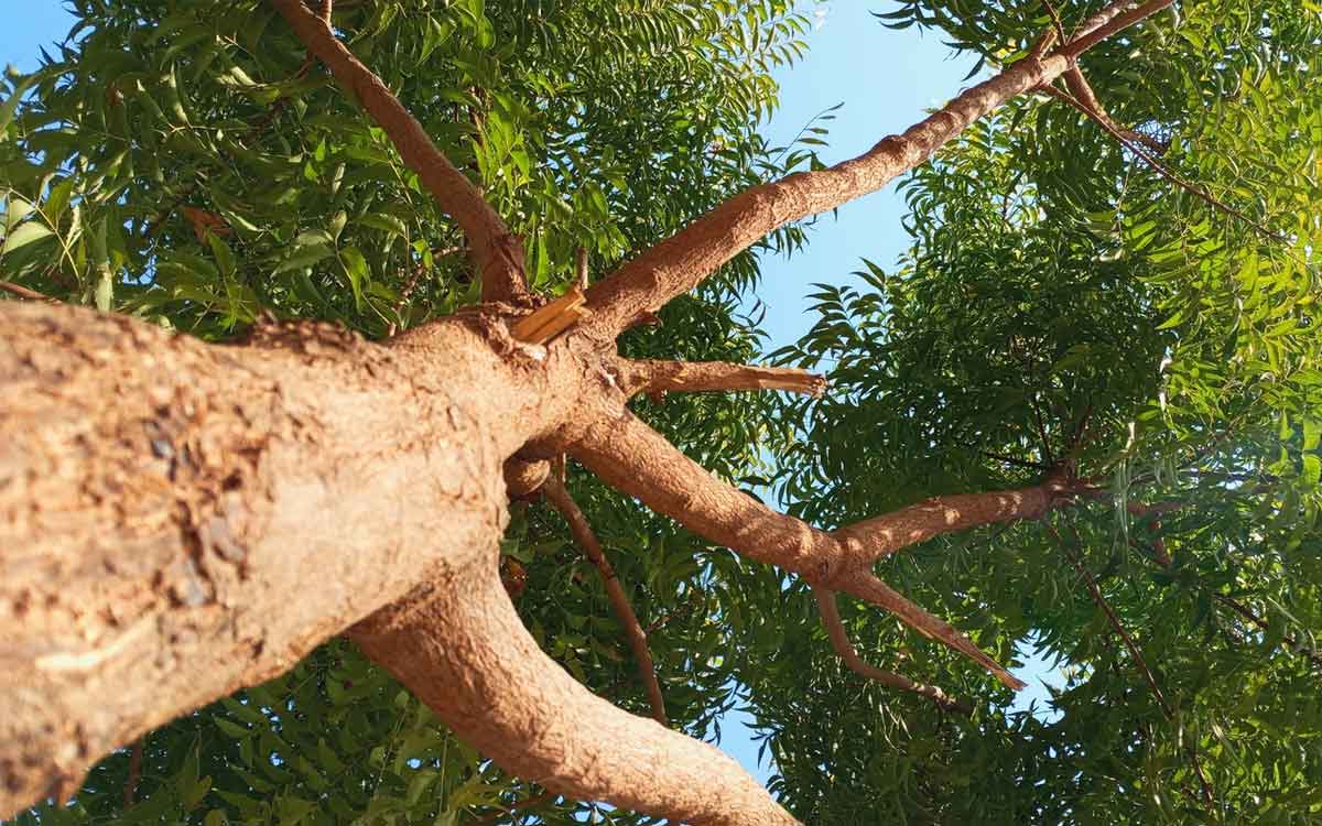 Neem Tree | వేప చెట్టు మ‌న‌కు ఎన్నో విధాలుగా మేలు చేస్తుంది.. ఏయే భాగాలు ఎలా ఉప‌యోగ‌ప‌డ‌తాయంటే..?