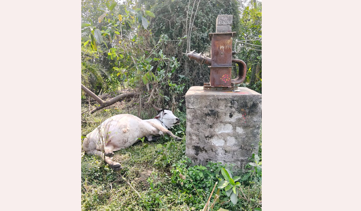 Ramagiri | కరంటోళ్ల నిర్లక్ష్యానికి కాడెద్దు బలి.. కన్నీరు మున్నీరవుతున్న బాధిత రైతు కుటుంబం