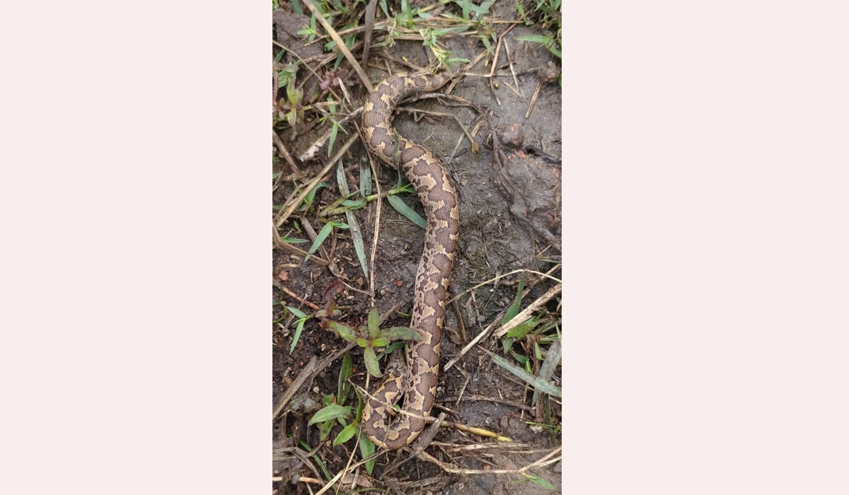 Python | వీణవంక పంట పొలాల్లో కొండచిలువ కలకలం